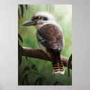 Search for kookaburras posters Kingfisher