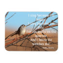 Search for sparrow magnets Wildlife