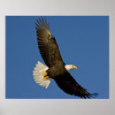 Search for haliaeetus posters Eagle