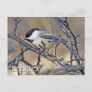 Search for capped chickadee postcards Wildlife
