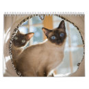 Search for meow office supplies Purr