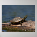 Search for turtle shell posters Wildlife