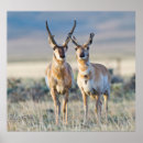 Search for buck art Antilocapra americana
