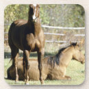 Search for pastural Standing