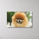 Search for pomeranian canvas prints Dwarf spitz