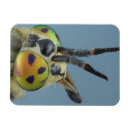 Search for antennae magnets Insect