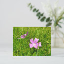 Search for mallow postcards Pink