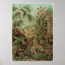 Search for ernst haeckel posters Muscinae