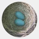Search for robin egg stickers Birds