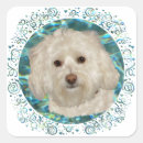 Search for water dog stickers Animals