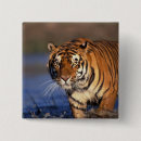 Search for panthera badges Big cat