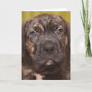 Search for cane corso cards Puppy