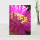 Search for macro photography cards Pink