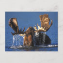 Search for wading postcards Lake