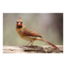Search for female cardinal art Wildlife