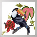 Search for tropical toucan posters Exotic birds