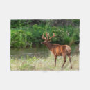 Search for danita delimont blankets Bull