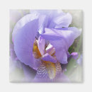 Search for purple iris magnets Petal