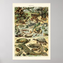 Search for reptiles posters Lizard