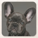Search for purebred coasters Animal
