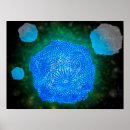 Search for microscope posters Microbiology