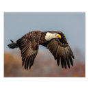 Search for eagle power posters Symbolic