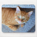 Search for green eyes mouse mats Tabby