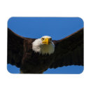 Search for eagle eye magnets Bird of prey