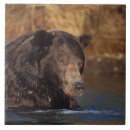 Search for north tiles Bear