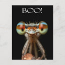 Search for damselfly postcards Nature