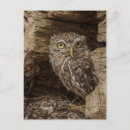 Search for little owl postcards Wildlife