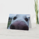 Search for puppy face cards Animal