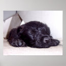 Search for scottie dog art Silhouette