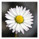 Search for black and white daisy art Elegant
