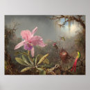 Search for orchid posters Martin johnson heade
