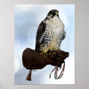 Search for gyrfalcon posters Illustration