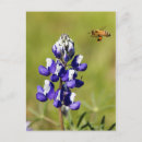 Search for photography business postcards Flower