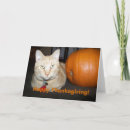 Search for thanksgiving cat postcards Animal