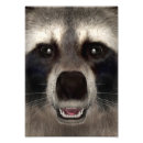 Search for racoon art Face