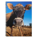 Search for cow notebooks Cattle