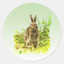 Search for cottontail rabbit stickers Bunnies