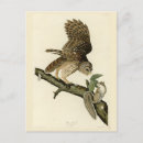 Search for strix postcards Barred owl