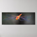 Search for dragonfly flying posters Photography