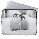 Search for penguin chick cases Penguins