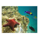 Search for underwater adventure posters Wildlife