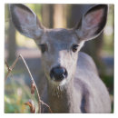 Search for doe tiles Forest