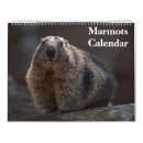 Search for groundhog calendars Marmots