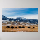 Search for migrating posters Landscape