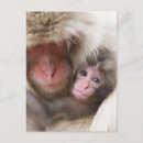 Search for japanese snow monkeys postcards Jigokudani monkey park