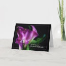 Search for lilly cards Calla lilies